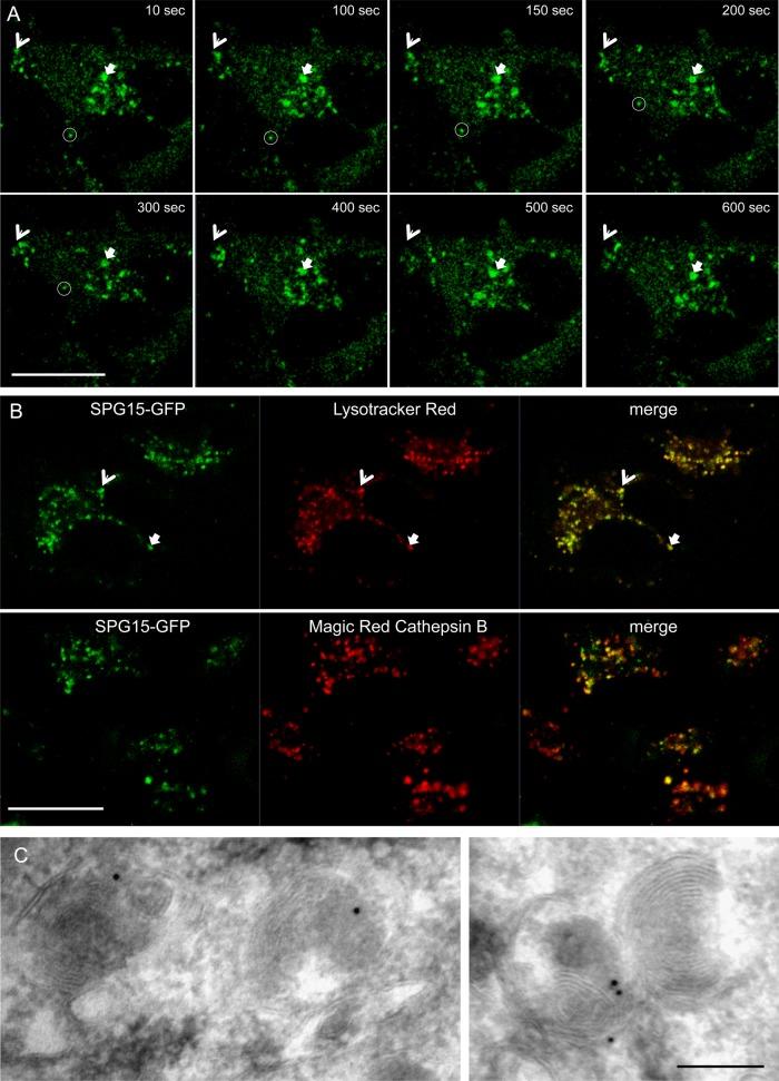https://cdn.ncbi.nlm.nih.gov/pmc/blobs/5aef/3744948/a6cb319bc7a5/2558fig5.jpg