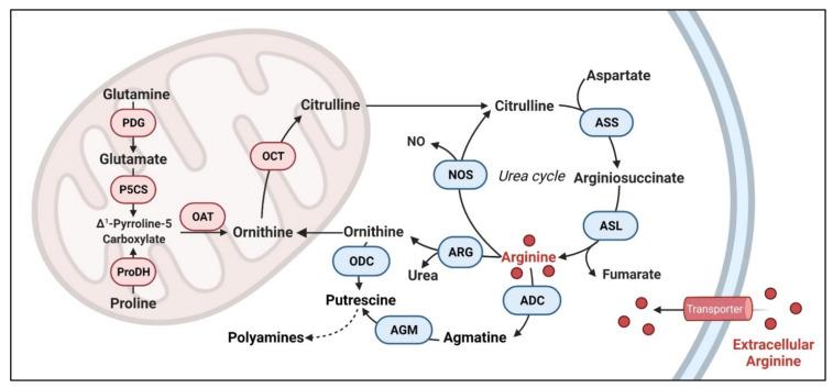 https://cdn.ncbi.nlm.nih.gov/pmc/blobs/5b01/8306961/2888c294feea/cancers-13-03541-g001.jpg