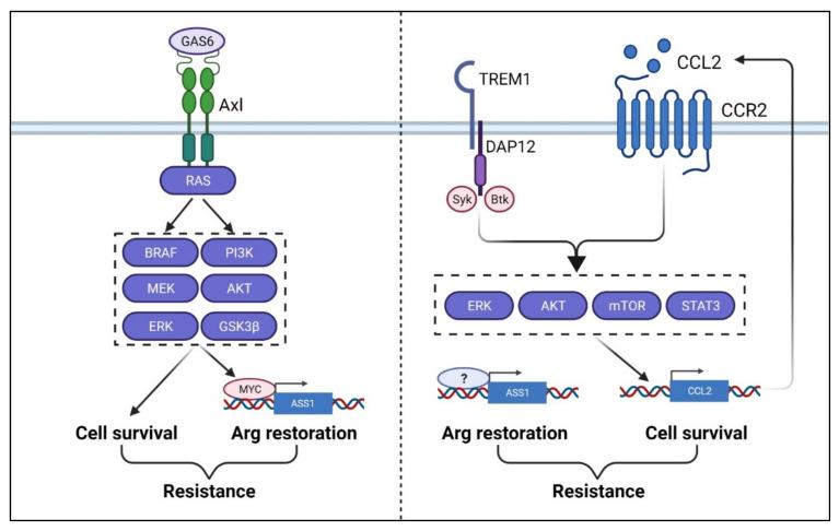 https://cdn.ncbi.nlm.nih.gov/pmc/blobs/5b01/8306961/e572673d7b71/cancers-13-03541-g006.jpg