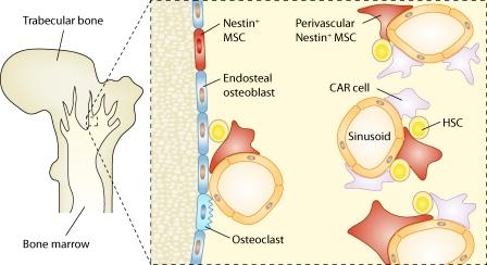 https://cdn.ncbi.nlm.nih.gov/pmc/blobs/5b18/3058583/aa3c81d8534c/JEM_20110132_RGB_Fig1.jpg