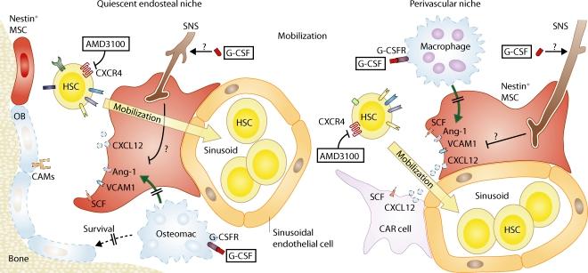 https://cdn.ncbi.nlm.nih.gov/pmc/blobs/5b18/3058583/cedadf78b113/JEM_20110132_RGB_Fig3.jpg