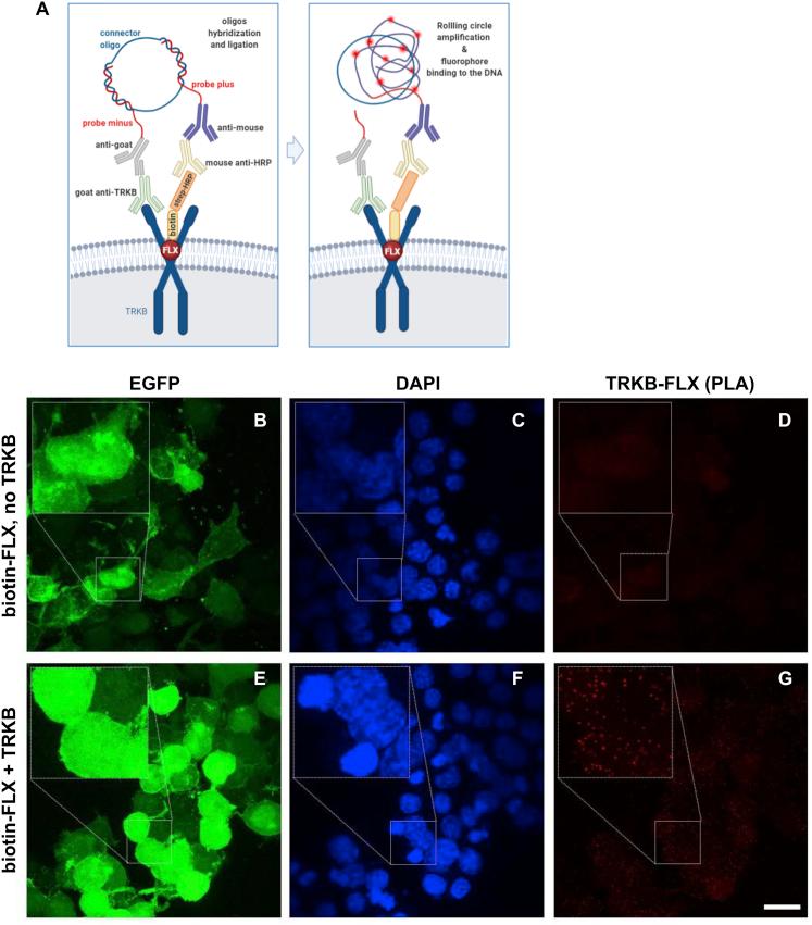 https://cdn.ncbi.nlm.nih.gov/pmc/blobs/5b1f/7938888/615174a61b2f/figs5.jpg