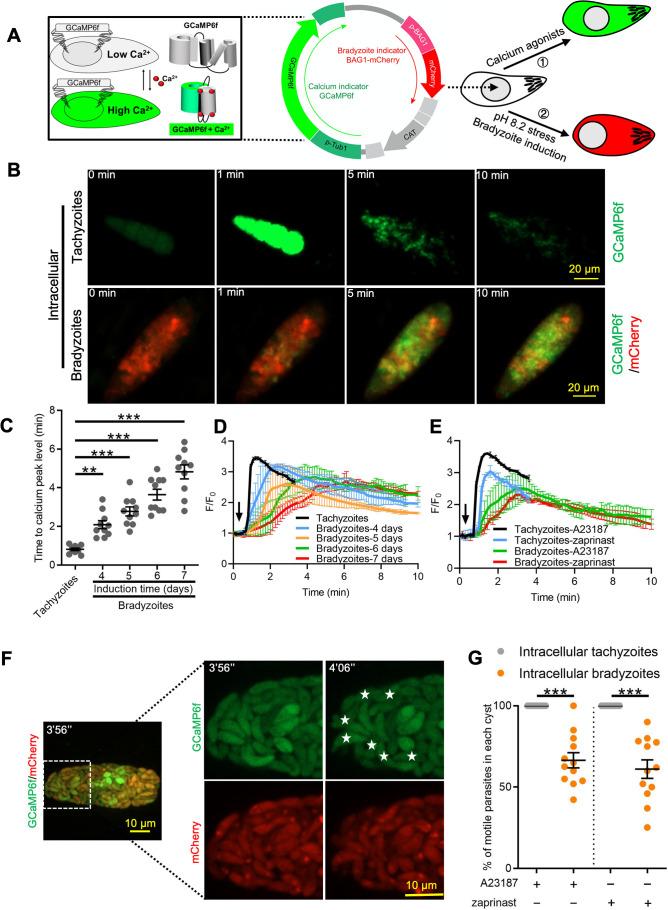 https://cdn.ncbi.nlm.nih.gov/pmc/blobs/5b46/8683080/911ef2793a34/elife-73011-fig3.jpg