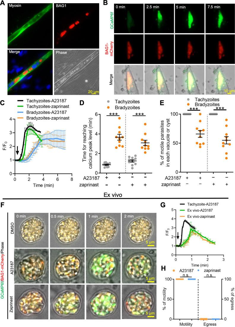 https://cdn.ncbi.nlm.nih.gov/pmc/blobs/5b46/8683080/a5c657e96e01/elife-73011-fig4.jpg