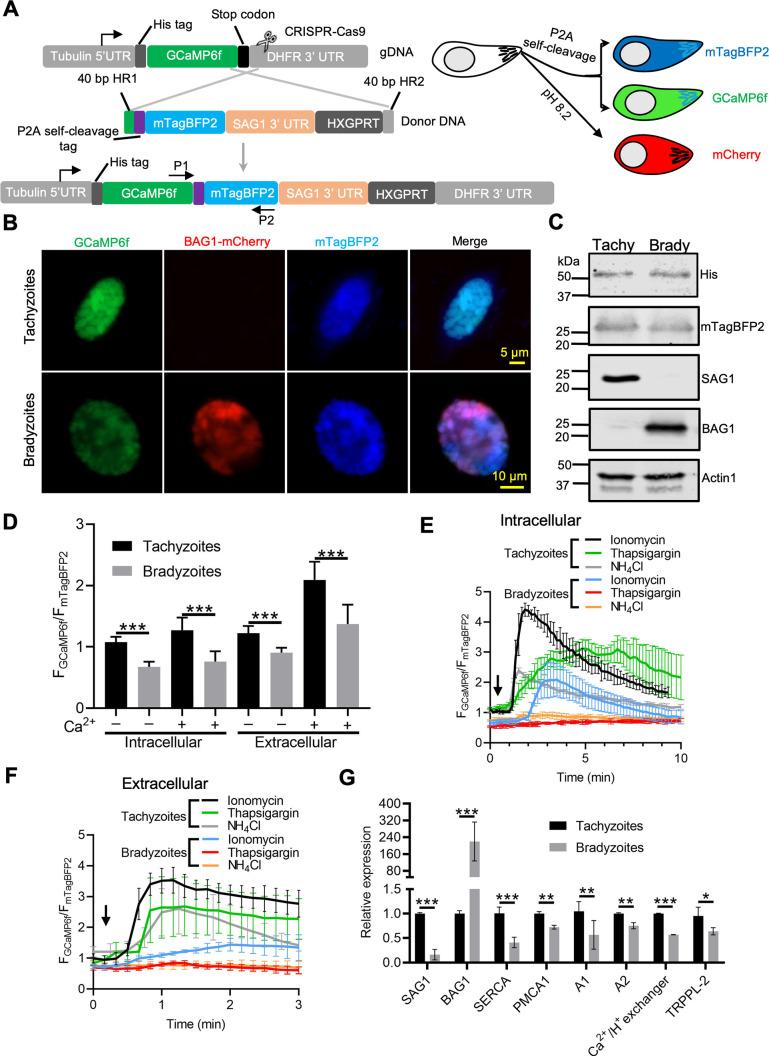 https://cdn.ncbi.nlm.nih.gov/pmc/blobs/5b46/8683080/cbfdeadf613f/elife-73011-fig6.jpg
