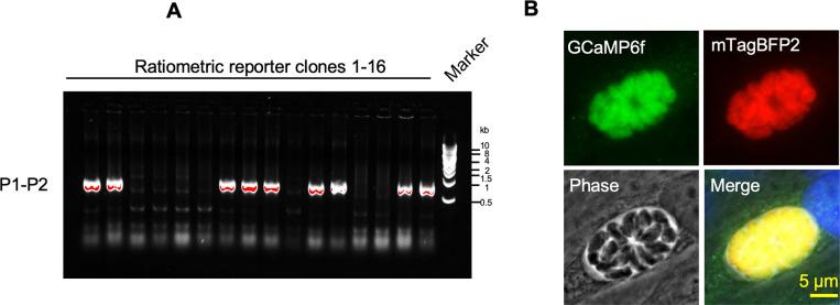 https://cdn.ncbi.nlm.nih.gov/pmc/blobs/5b46/8683080/dec759037988/elife-73011-fig6-figsupp1.jpg