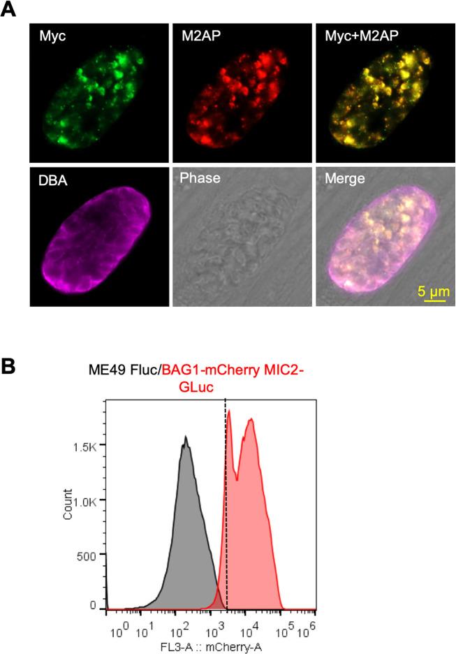 https://cdn.ncbi.nlm.nih.gov/pmc/blobs/5b46/8683080/e6b97684330b/elife-73011-fig2-figsupp1.jpg