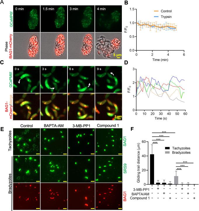 https://cdn.ncbi.nlm.nih.gov/pmc/blobs/5b46/8683080/ef0d66d2e635/elife-73011-fig7.jpg