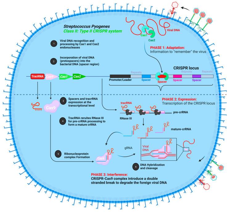 https://cdn.ncbi.nlm.nih.gov/pmc/blobs/5b55/9688409/1efa6e661db1/cells-11-03615-g003.jpg
