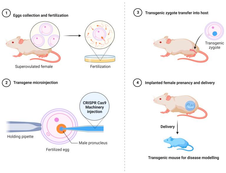 https://cdn.ncbi.nlm.nih.gov/pmc/blobs/5b55/9688409/88569252ba38/cells-11-03615-g004.jpg