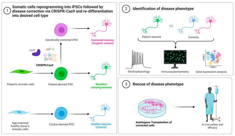 https://cdn.ncbi.nlm.nih.gov/pmc/blobs/5b55/9688409/bf964b3ac1cd/cells-11-03615-g006.jpg