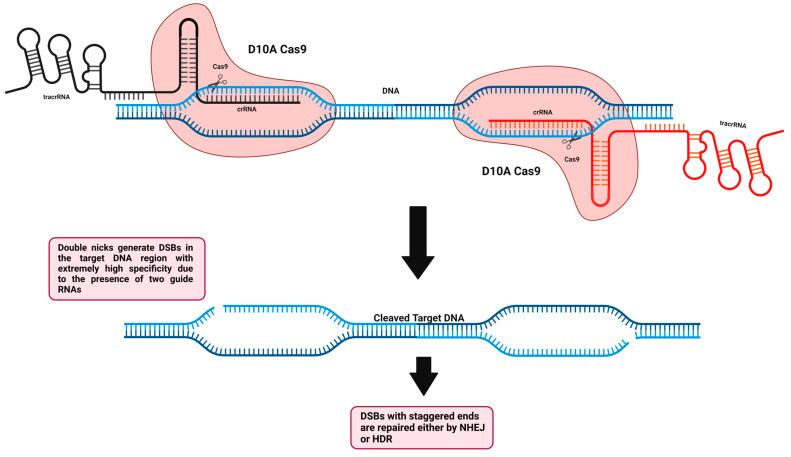 https://cdn.ncbi.nlm.nih.gov/pmc/blobs/5b55/9688409/e2dca3841a24/cells-11-03615-g008.jpg