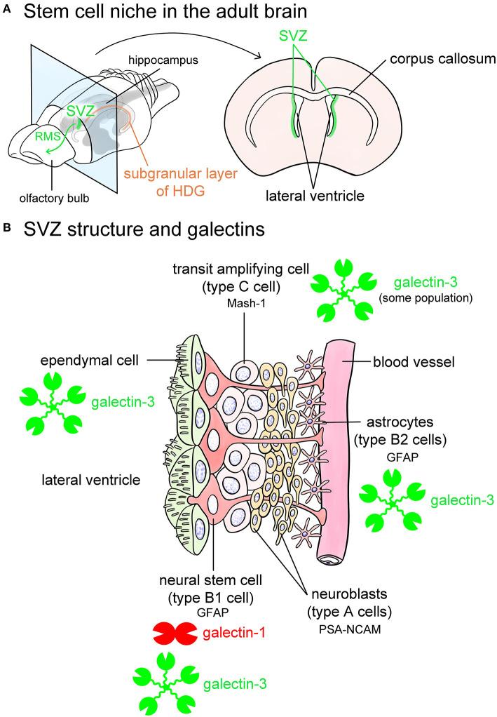 https://cdn.ncbi.nlm.nih.gov/pmc/blobs/5b67/8554236/93e11f48f21b/fnana-15-767330-g0005.jpg