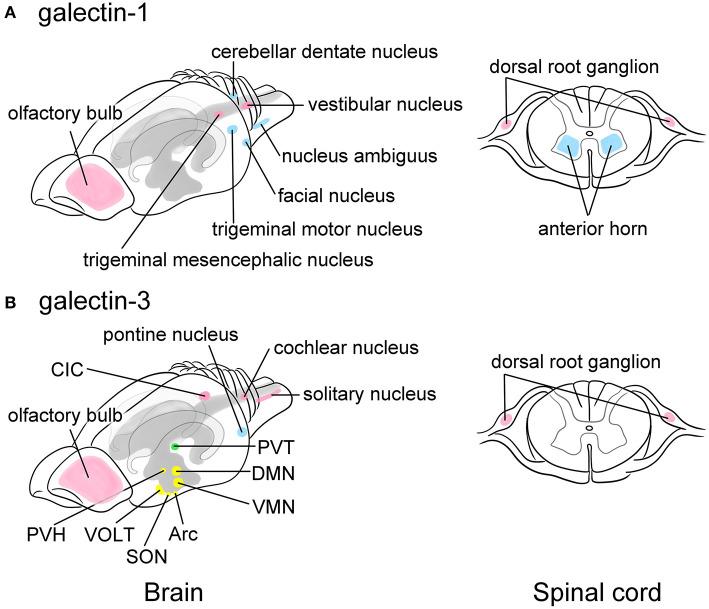 https://cdn.ncbi.nlm.nih.gov/pmc/blobs/5b67/8554236/abe5d63a6e05/fnana-15-767330-g0002.jpg