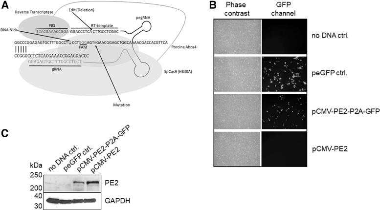 https://cdn.ncbi.nlm.nih.gov/pmc/blobs/5b6b/10278032/c2d77fd87c82/nat.2022.0037_figure2.jpg