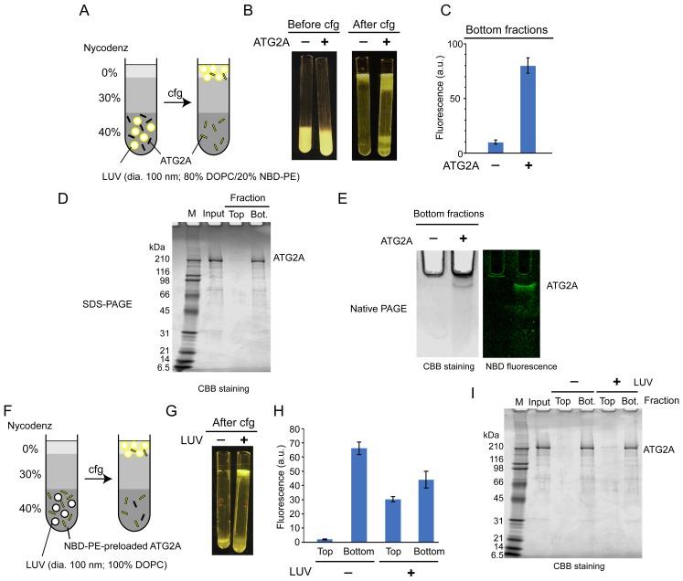 https://cdn.ncbi.nlm.nih.gov/pmc/blobs/5ba1/6625793/4aa9f5604664/elife-45777-fig2.jpg