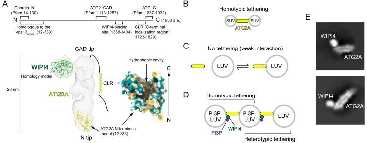 https://cdn.ncbi.nlm.nih.gov/pmc/blobs/5ba1/6625793/8bf733dfadbd/elife-45777-fig1.jpg
