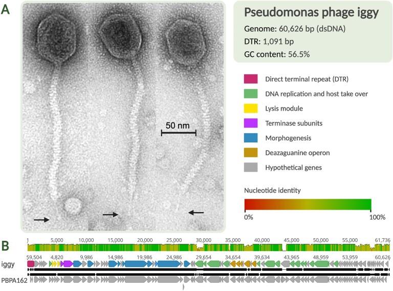 https://cdn.ncbi.nlm.nih.gov/pmc/blobs/5bc9/10484667/a23d1eda0064/gkad622fig1.jpg
