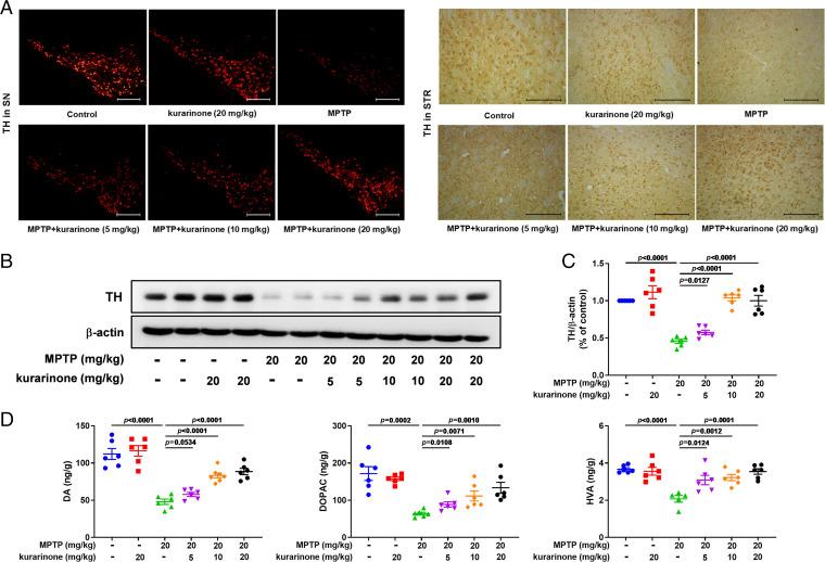 https://cdn.ncbi.nlm.nih.gov/pmc/blobs/5bd4/8892522/7b81ea5d5037/pnas.2118818119fig02.jpg