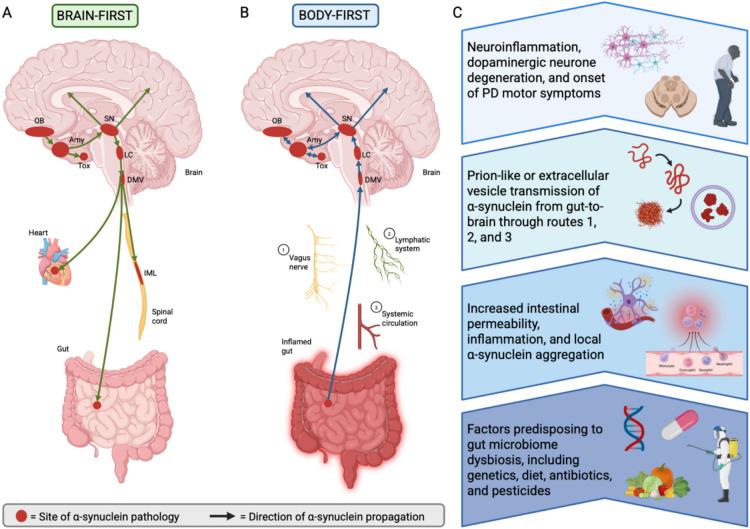 https://cdn.ncbi.nlm.nih.gov/pmc/blobs/5be2/12092510/37c57d0fdd0b/415_2025_13138_Fig1_HTML.jpg