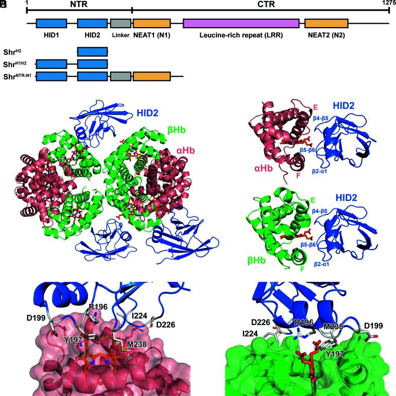 https://cdn.ncbi.nlm.nih.gov/pmc/blobs/5be2/9945957/2d8800166eca/pnas.2211939120fig01.jpg