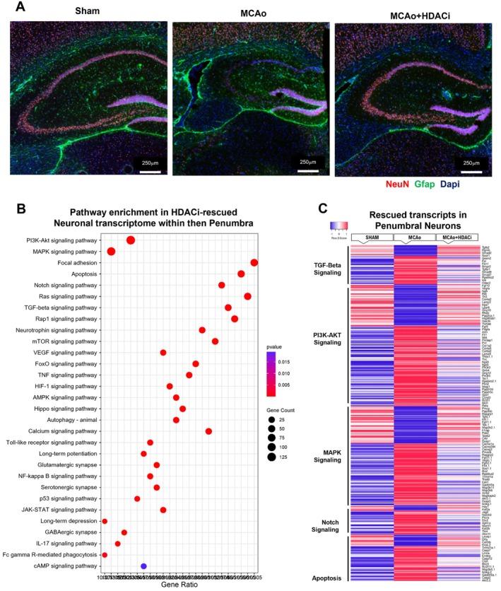 https://cdn.ncbi.nlm.nih.gov/pmc/blobs/5c02/12313008/bd7931cc85d6/GLIA-73-1817-g001.jpg