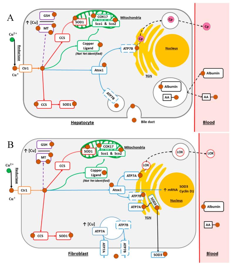 https://cdn.ncbi.nlm.nih.gov/pmc/blobs/5c07/7760327/4e28aa9e16c1/cancers-12-03594-g001.jpg