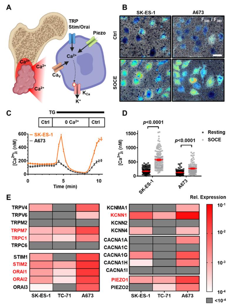 https://cdn.ncbi.nlm.nih.gov/pmc/blobs/5c0a/9564116/e805682dc7ae/cancers-14-04819-g001.jpg