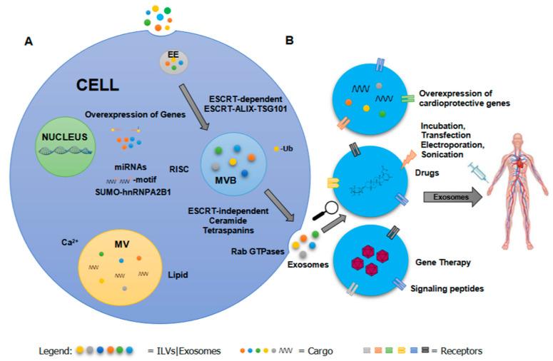 https://cdn.ncbi.nlm.nih.gov/pmc/blobs/5c15/8232200/ab6c54bbffe2/cells-10-01500-g001.jpg