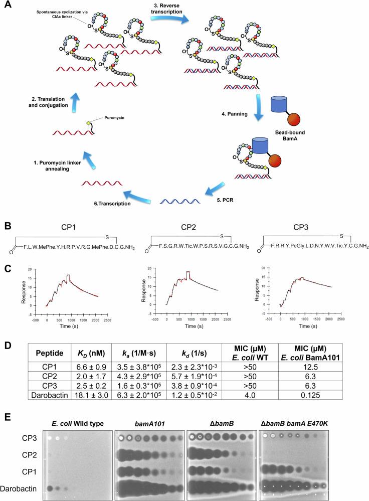 https://cdn.ncbi.nlm.nih.gov/pmc/blobs/5c1e/11986105/99bead37be52/41467_2025_58086_Fig1_HTML.jpg