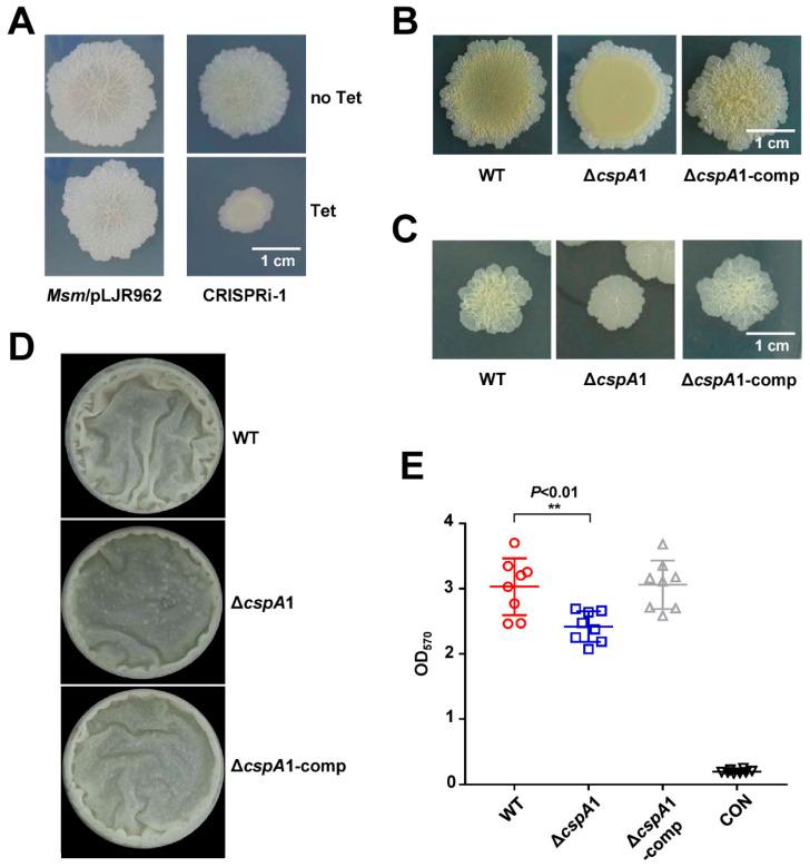 https://cdn.ncbi.nlm.nih.gov/pmc/blobs/5c29/12300830/fcb2e15ebb11/microorganisms-13-01597-g002.jpg
