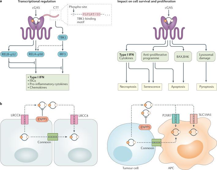 https://cdn.ncbi.nlm.nih.gov/pmc/blobs/5c75/8029610/fc0ed3225d32/41577_2021_524_Fig2_HTML.jpg