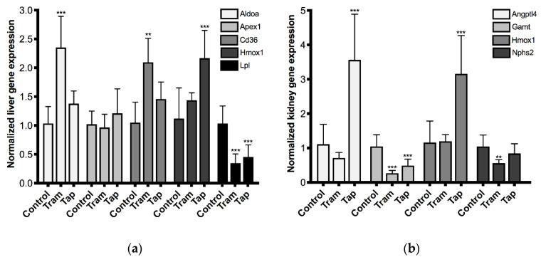 https://cdn.ncbi.nlm.nih.gov/pmc/blobs/5c92/7407499/bab505a0eb55/pharmaceuticals-13-00149-g006.jpg