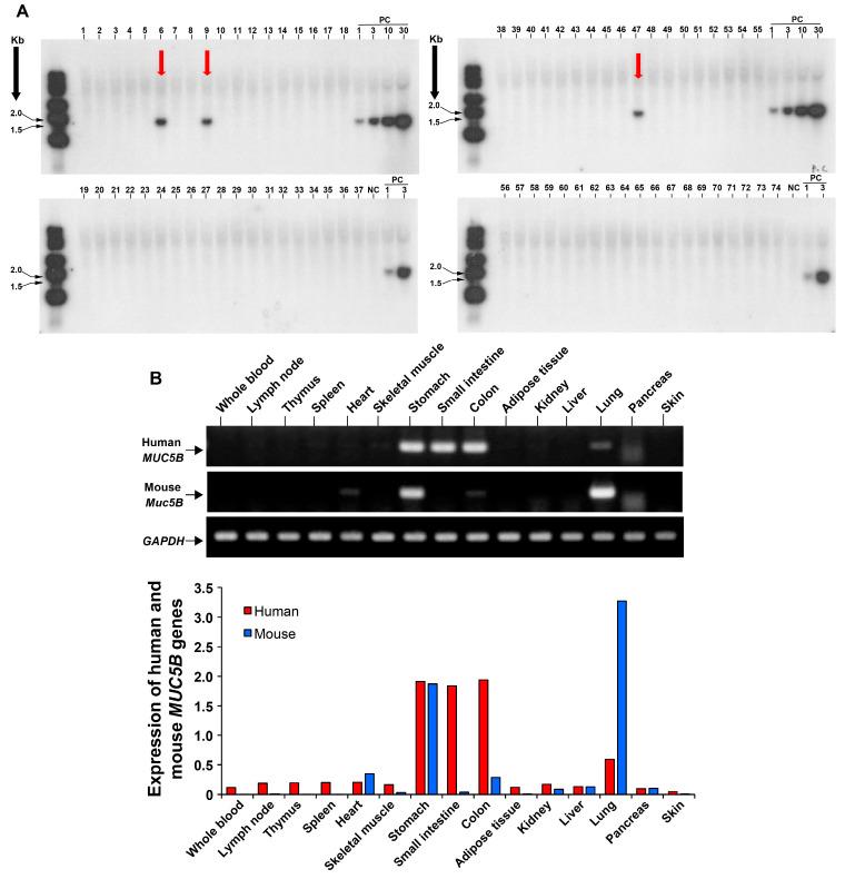 https://cdn.ncbi.nlm.nih.gov/pmc/blobs/5c9e/11430646/122b30b2a129/cells-13-01523-g002.jpg