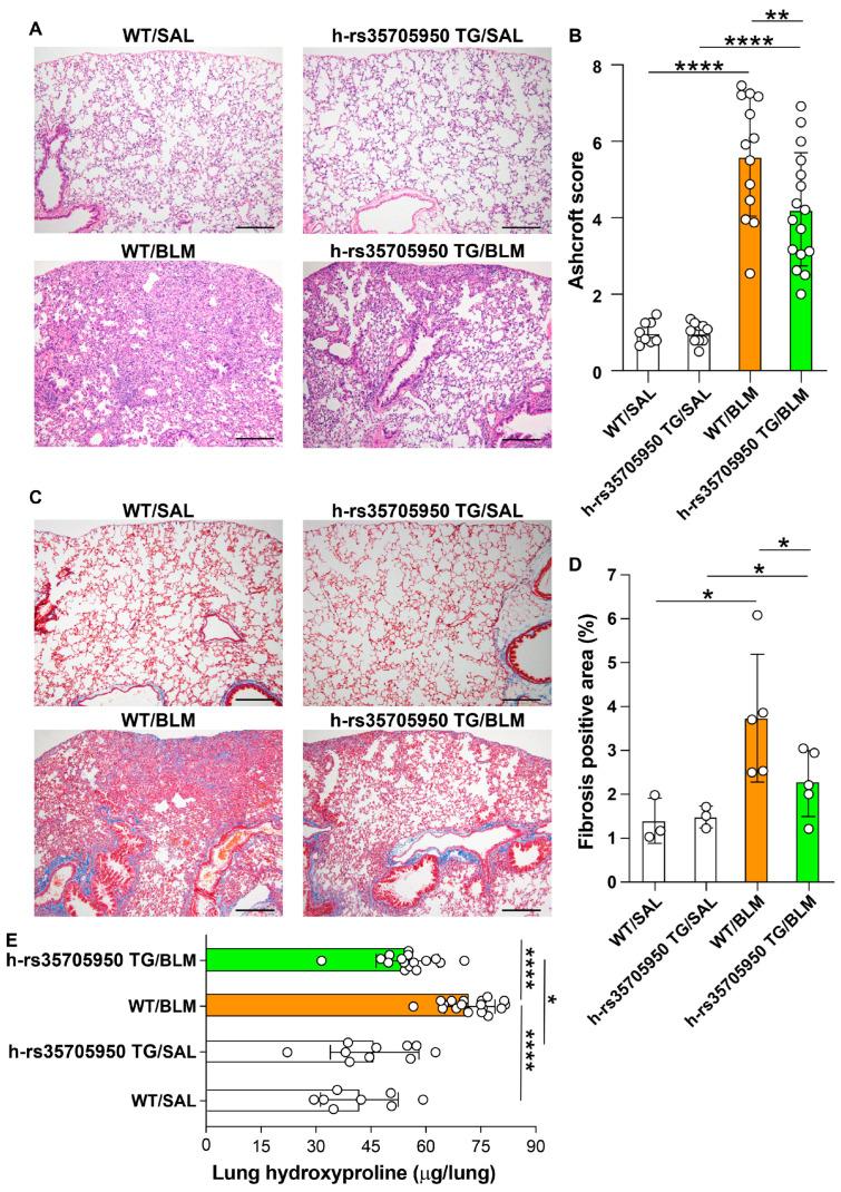 https://cdn.ncbi.nlm.nih.gov/pmc/blobs/5c9e/11430646/6130ce89d7b1/cells-13-01523-g008.jpg