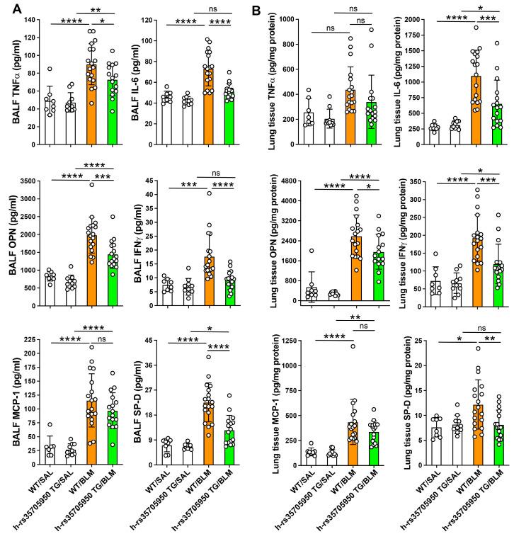 https://cdn.ncbi.nlm.nih.gov/pmc/blobs/5c9e/11430646/acb6067a37b2/cells-13-01523-g005.jpg