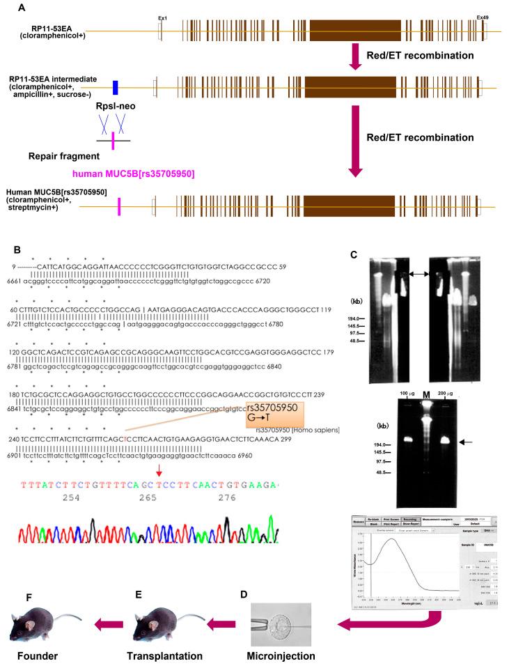 https://cdn.ncbi.nlm.nih.gov/pmc/blobs/5c9e/11430646/b7cee1cf4193/cells-13-01523-g001.jpg