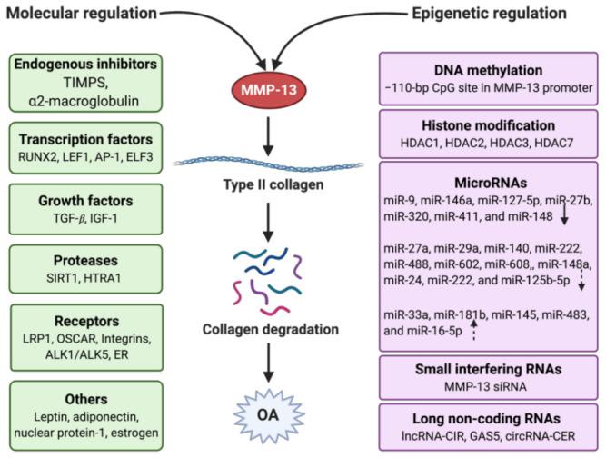 https://cdn.ncbi.nlm.nih.gov/pmc/blobs/5cd7/7916132/fcb9da9d0ce9/ijms-22-01742-g003.jpg