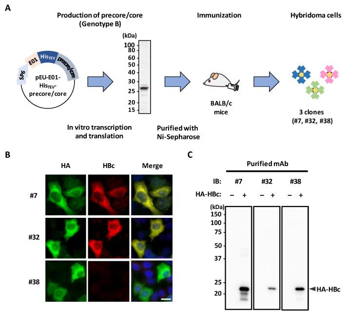 https://cdn.ncbi.nlm.nih.gov/pmc/blobs/5ce8/9783060/31c242087275/microorganisms-10-02381-g001.jpg
