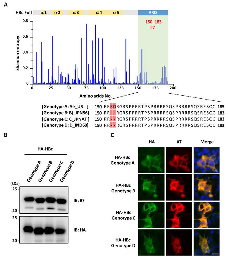 https://cdn.ncbi.nlm.nih.gov/pmc/blobs/5ce8/9783060/ab80c4c59544/microorganisms-10-02381-g004.jpg