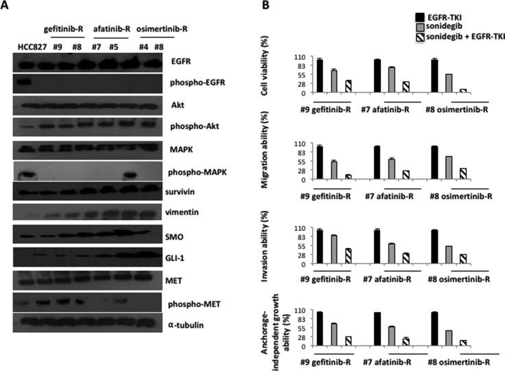 https://cdn.ncbi.nlm.nih.gov/pmc/blobs/5cf1/5410282/4fa0aeeed92b/oncotarget-08-23020-g005.jpg