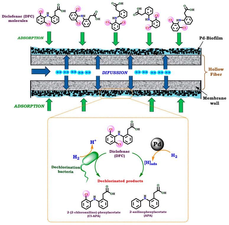 https://cdn.ncbi.nlm.nih.gov/pmc/blobs/5cf2/12388549/b1b50834c569/molecules-30-03332-g004.jpg