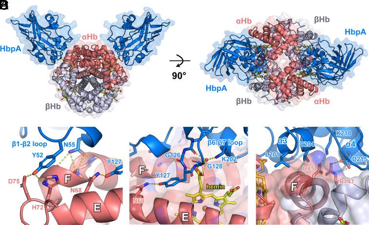 https://cdn.ncbi.nlm.nih.gov/pmc/blobs/5d04/11725911/333579e71045/pnas.2411833122fig04.jpg