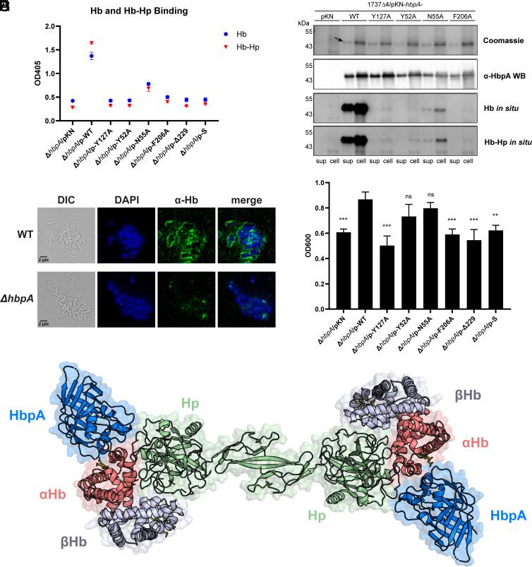 https://cdn.ncbi.nlm.nih.gov/pmc/blobs/5d04/11725911/bf8710233b03/pnas.2411833122fig06.jpg