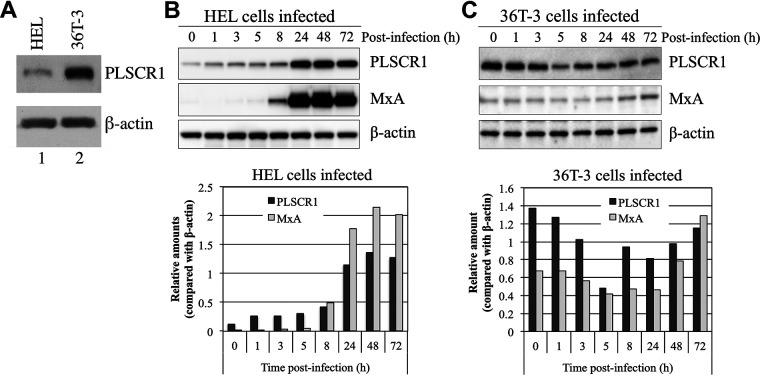 https://cdn.ncbi.nlm.nih.gov/pmc/blobs/5d0e/8826943/975ddafa1e04/spectrum.01342-21-f001.jpg
