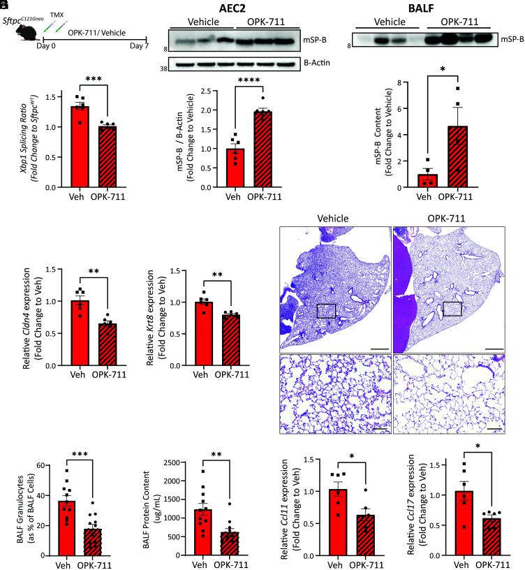 https://cdn.ncbi.nlm.nih.gov/pmc/blobs/5d21/9618079/243e57239078/pnas.2123187119fig07.jpg
