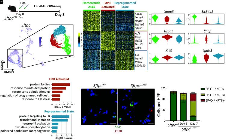 https://cdn.ncbi.nlm.nih.gov/pmc/blobs/5d21/9618079/381c10fc49ce/pnas.2123187119fig04.jpg