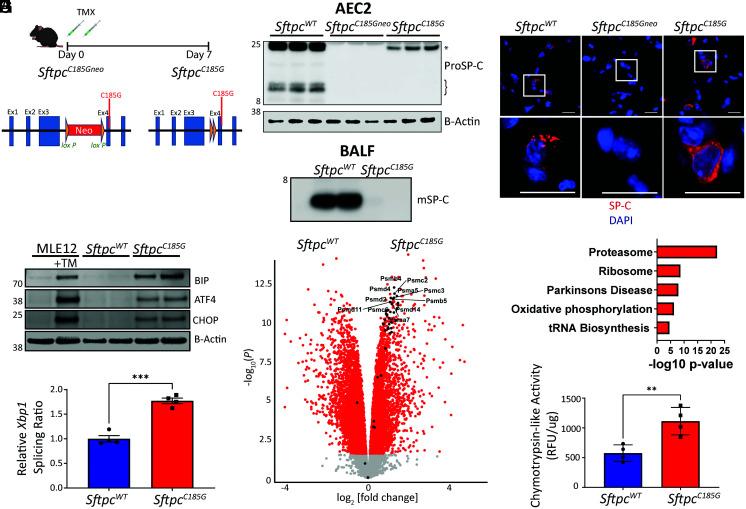 https://cdn.ncbi.nlm.nih.gov/pmc/blobs/5d21/9618079/54a4a6469dd1/pnas.2123187119fig01.jpg