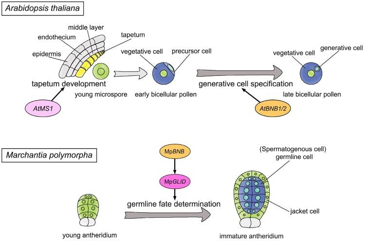 https://cdn.ncbi.nlm.nih.gov/pmc/blobs/5d67/11371191/d34cc1971b4a/koae206f6.jpg
