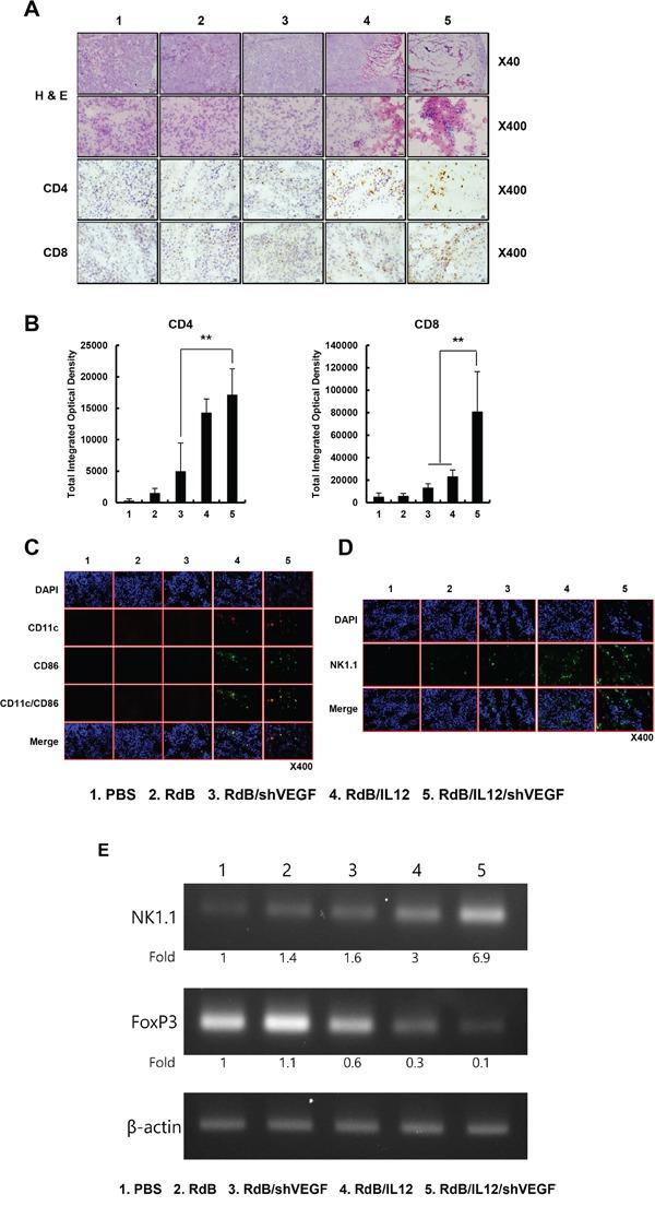 https://cdn.ncbi.nlm.nih.gov/pmc/blobs/5d6f/5356712/d6f1f3874fd4/oncotarget-07-84965-g005.jpg